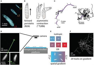 Temperature sensitivity and temperature response across development in the Drosophila larva